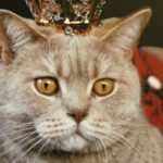 British Pies - Beige Cat With Gold-colored Crown