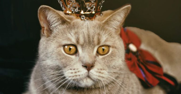 British Pies - Beige Cat With Gold-colored Crown