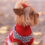 York - Photo of a Small Dog Wearing a Patterned Sweater and Autumn Leaves on a Footpath