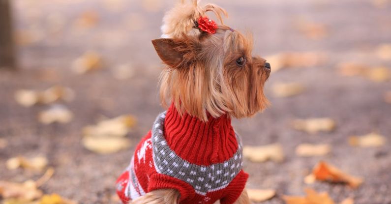 York - Photo of a Small Dog Wearing a Patterned Sweater and Autumn Leaves on a Footpath