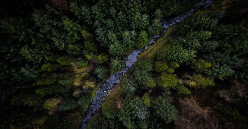 Peak District - Top View Photo of Pine Trees